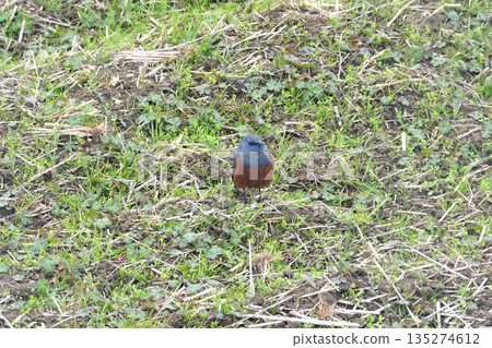 Rock Thrush, Rock Shrike Rock Thrush, Rock Shrike 135274612