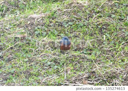 Rock Thrush, Rock Shrike Rock Thrush, Rock Shrike 135274613