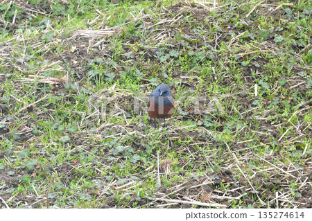 Rock Thrush, Rock Shrike Rock Thrush, Rock Shrike 135274614