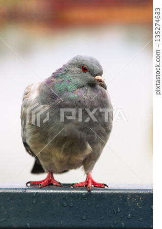 A pigeon is perched on a railing beside the water. Its feathers are gray and the bird looks around. It stands still while the water glistens in the background. A pigeon is perched on a railing beside the water. Its feathers are gray and the bird looks around. It stands still while the water glistens in the background. 135274683