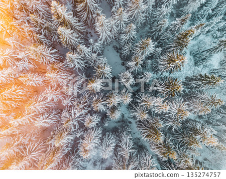 Aerial view of a winter forest showcasing tall spruce trees covered in snow. The evening light casts a warm glow over the coniferous trees and the snowy ground. Aerial view of a winter forest showcasing tall spruce trees covered in snow. The evening light casts a warm glow over the coniferous trees and the snowy ground. 135274757