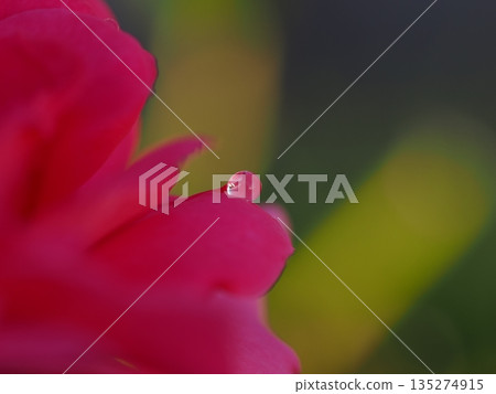 Macro shot of water droplets on red petals Macro shot of water droplets on red petals 135274915