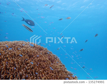 藍色的大海和魚 135274991