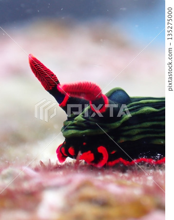 Sea slug face 135275000