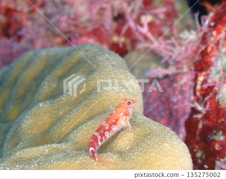 Snake blenny on coral Snake blenny on coral 135275002