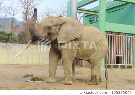 馬爾米大象 135275045