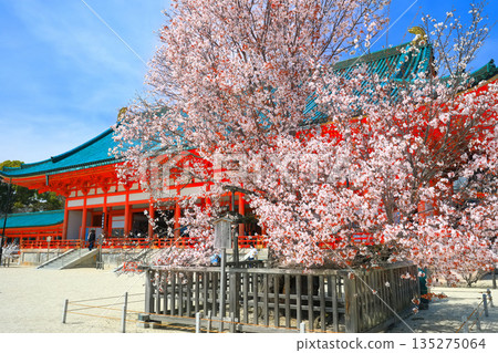 [Kyoto Prefecture] The outer worship hall of Heian Shrine and the cherry blossoms of Sakon on a clear day 135275064