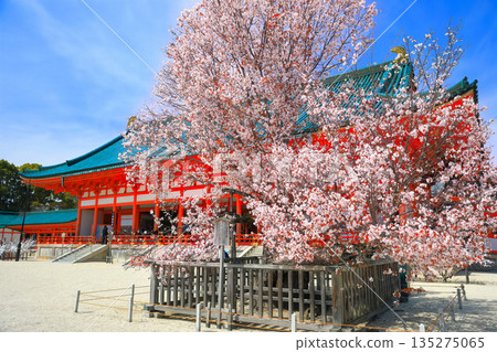 【京都府】晴天時平安神宮外殿與左近的櫻花 135275065
