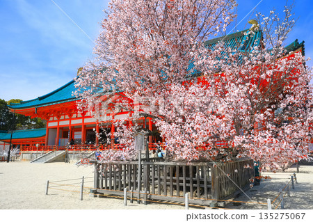 [Kyoto Prefecture] The outer worship hall of Heian Shrine and the cherry blossoms of Sakon on a clear day 135275067