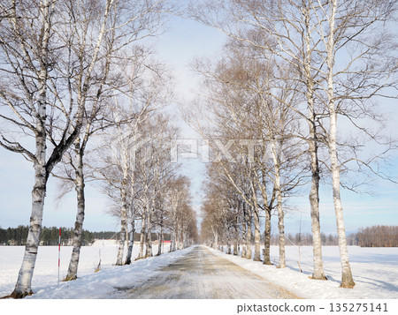 Shirakaba tree lined with Tokachi ranch 135275141