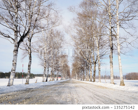 Shirakaba tree lined with Tokachi ranch 135275142