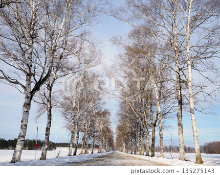 Shirakaba tree lined with Tokachi ranch Shirakaba tree lined with Tokachi ranch 135275143