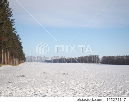 Snowy fields and windbreak forests Snowy fields and windbreak forests 135275147