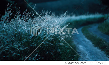 Moonlit country path through wild grass, serene rural landscape at sunset with soft blue tones and natural atmosphere 135275335