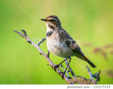 Beautiful small songbird close up in springtime. Female of Bluethroat bird or Luscinia svecica perched on tree branch on green blurred background in spring Beautiful small songbird close up in springtime. Female of Bluethroat bird or Luscinia svecica perched on tree branch on green blurred background in spring 135275553