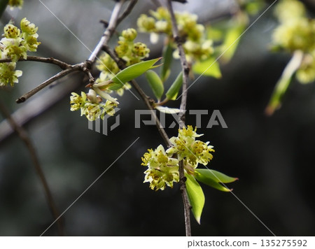 春日里漂浮的阿布拉坎 135275592