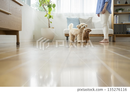 兩隻小狗（一隻玩具貴賓犬和一隻比熊貴賓犬）躺在主人腳邊，房間裡鋪著木地板。 135276116