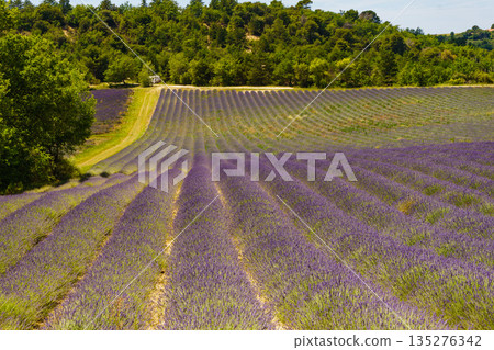 Summer landscape with lavender fields, France Summer landscape with lavender fields, France 135276342