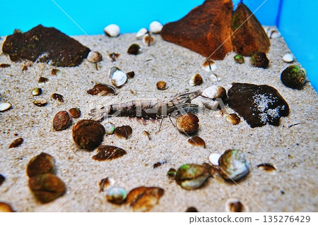 Small marsh shrimp Small marsh shrimp 135276429