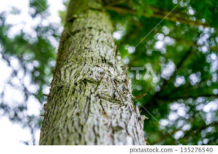 A cedar tree 135276540