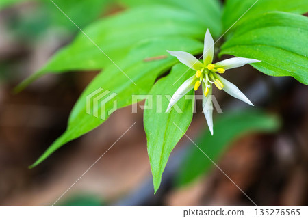 桀騁不馴的虎百合 桀騁不馴的虎百合 135276565