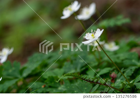 A cluster of Anemone japonica 135276586