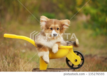 Cute Corgi puppy sitting in a small yellow toy wheelbarrow 135276593