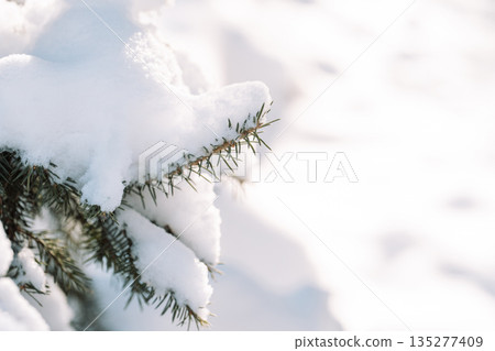 Snowy spruce branch closeup with copy space 135277409