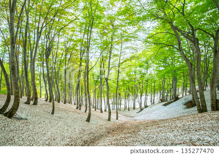 Fresh green beech forest and remaining snow at Tensui-goe 135277470