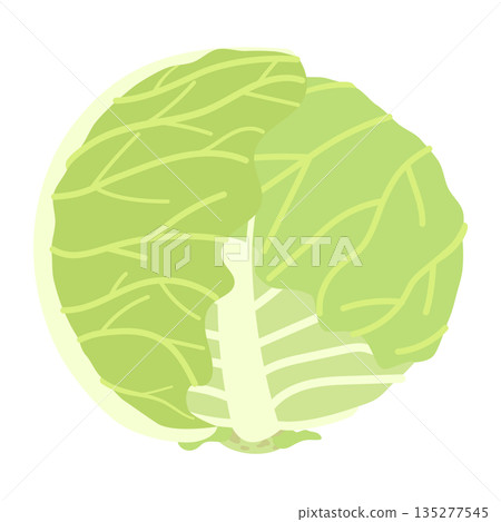 春天的高麗菜插畫 春天的高麗菜插畫 135277545