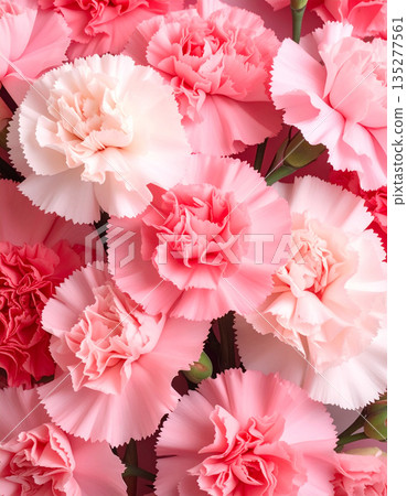 A floral background with a gorgeous arrangement of pink carnations to express gratitude A floral background with a gorgeous arrangement of pink carnations to express gratitude 135277561