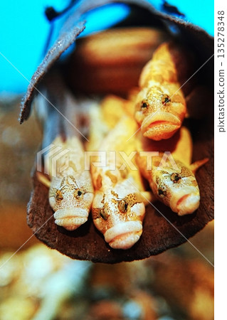 Dynanguiment Dynanguiment 135278348