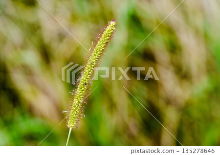 狗尾草荔 135278646