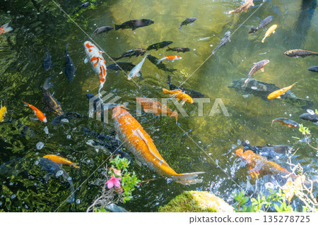 Colorful koi carp at Sakurayama Hachimangu Shrine in Takayama, Japan 135278725