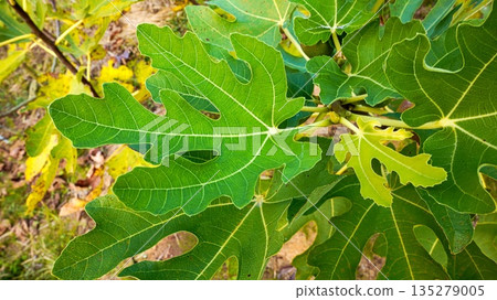 FIG  135279005