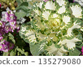 Habutton在冬季花床上盛開 135279080