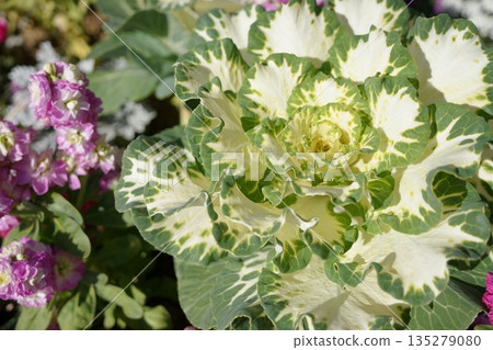 Habutton在冬季花床上盛開 Habutton在冬季花床上盛開 135279080