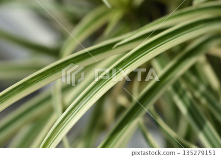 Sedge Vanilla Ice Sedge Vanilla Ice 135279151