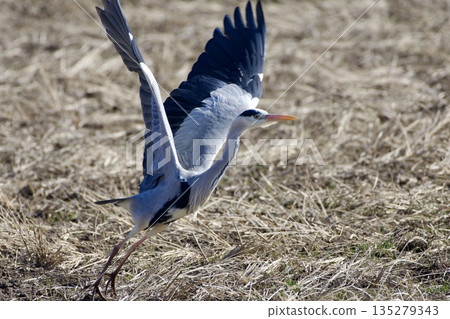 蒼鷺 / 日本 135279343