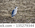 Grey heron / Japan 135279344