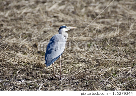 Grey heron / Japan 135279344