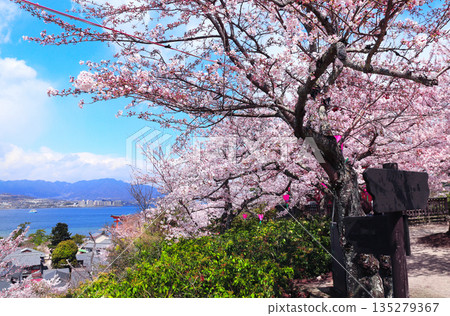 Aerial view on sea, mountains and blooming sakura trees, Itsukushima Shrine, Miyajima island, Hiroshima, Japan. Traditional japanese hanami festival. Spring cherry blossoming season in Asia 135279367