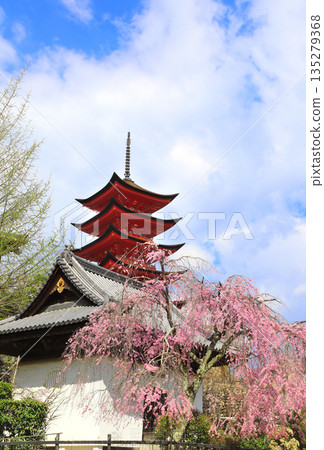 Five storied pagoda (Goju-no-to pagoda), Itsukushima shrine. Sakura blossom season in Miyajima island, Hiroshima, Japan. Traditional japanese hanami festival. Spring cherry blossoming season in Asia Five storied pagoda (Goju-no-to pagoda), Itsukushima shrine. Sakura blossom season in Miyajima island, Hiroshima, Japan. Traditional japanese hanami festival. Spring cherry blossoming season in Asia 135279368