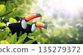 Horizontal banner with two colorful toucan birds (Ramphastidae) in a rainforest. Couple of toucan bird and leaves of tropical plants on sunny  background, creating a vibrant and eye-catching scenic 135279372