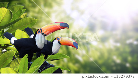 Horizontal banner with two colorful toucan birds (Ramphastidae) in a rainforest. Couple of toucan bird and leaves of tropical plants on sunny background, creating a vibrant and eye-catching scenic Horizontal banner with two colorful toucan birds (Ramphastidae) in a rainforest. Couple of toucan bird and leaves of tropical plants on sunny background, creating a vibrant and eye-catching scenic 135279372