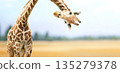 Horizontal nature banner with giraffe face head hanging upside down. Curious giraffe peeks from above. Cute giraffe looks interested on summer landscape background. Animal stares interestedly 135279378
