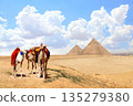Camels and pyramids of Chephren and Cheops, Cairo, Egypt. Great Pyramids and three camels in a colorful horse-clothes in Giza complex. Topic of summer travel, trip abroad on vacation, cruises, tours 135279380