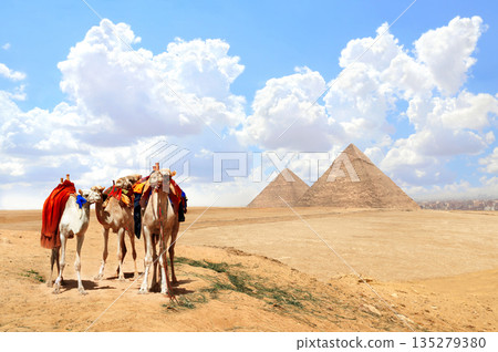 Camels and pyramids of Chephren and Cheops, Cairo, Egypt. Great Pyramids and three camels in a colorful horse-clothes in Giza complex. Topic of summer travel, trip abroad on vacation, cruises, tours Camels and pyramids of Chephren and Cheops, Cairo, Egypt. Great Pyramids and three camels in a colorful horse-clothes in Giza complex. Topic of summer travel, trip abroad on vacation, cruises, tours 135279380