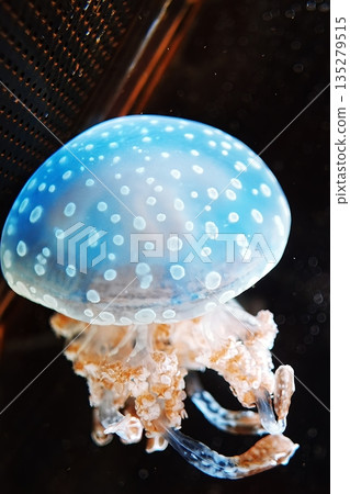 Tako jellyfish Tako jellyfish 135279515