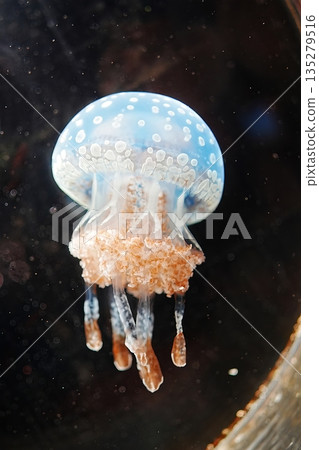 Tako jellyfish Tako jellyfish 135279516
